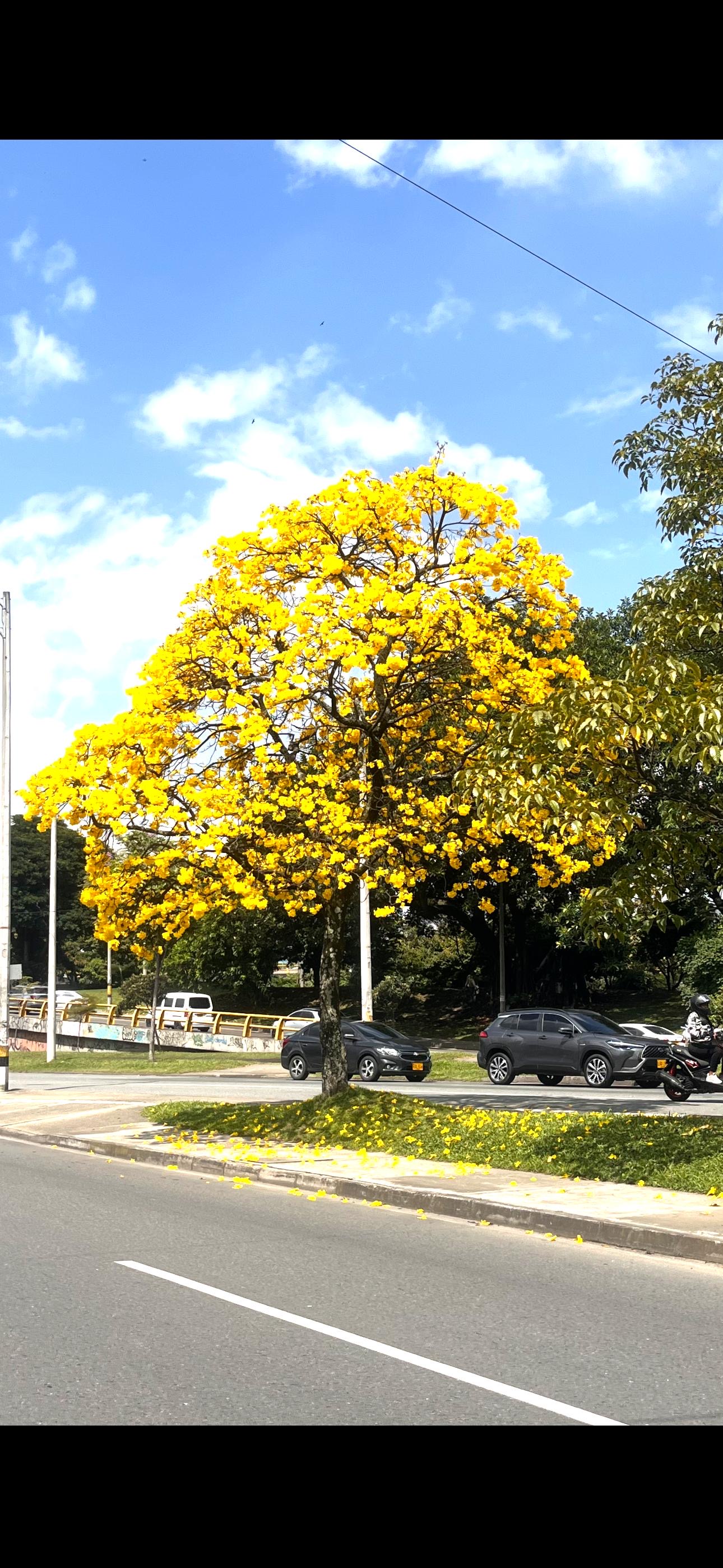 Guayacán Tree Medellín